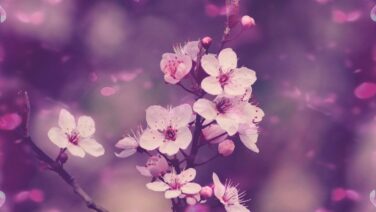 海軍 一般市民 ワンピース13番ドック